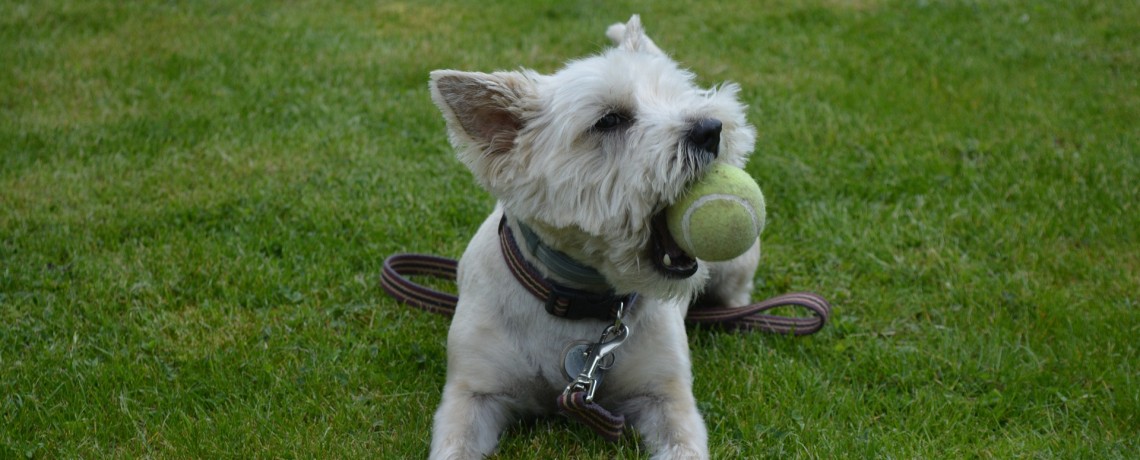 Purina Pooches in the Ballpark returns